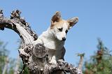 CORGI PEMBROKE 056
